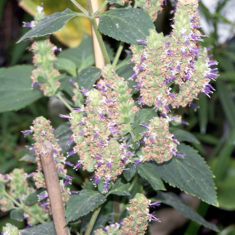 Pogostemon cablin Patchouli Seeds  - Heirloom Flower Garden Seeds for Growing