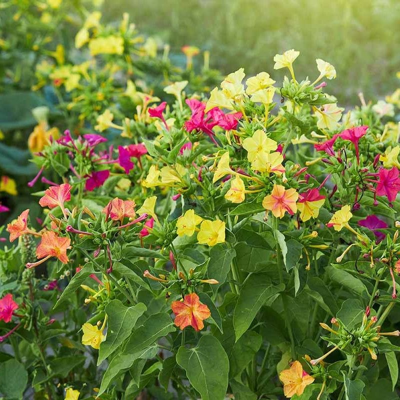 Pollinator Four O 'Clock Seeds - Heirloom Flower Garden Seeds for Growing
