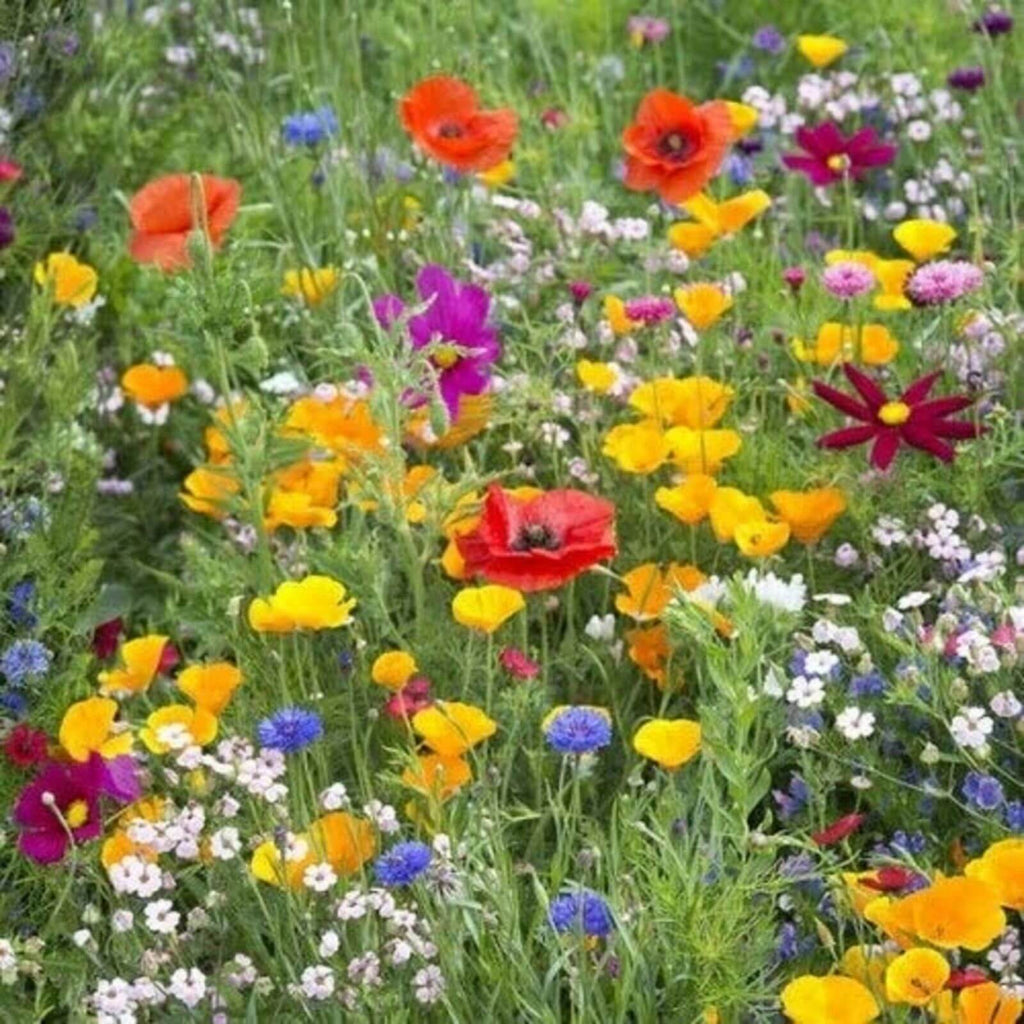 Pollinator Mix Wildflower Seeds - Heirloom Flower Garden Seeds for Growing