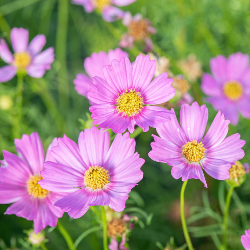 Popsocks Pink Cosmos Seeds - Heirloom Flower Garden Seeds for Growing