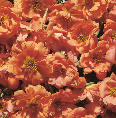 Cream Portulaca Seeds - Heirloom Flower Garden Seeds for Growing