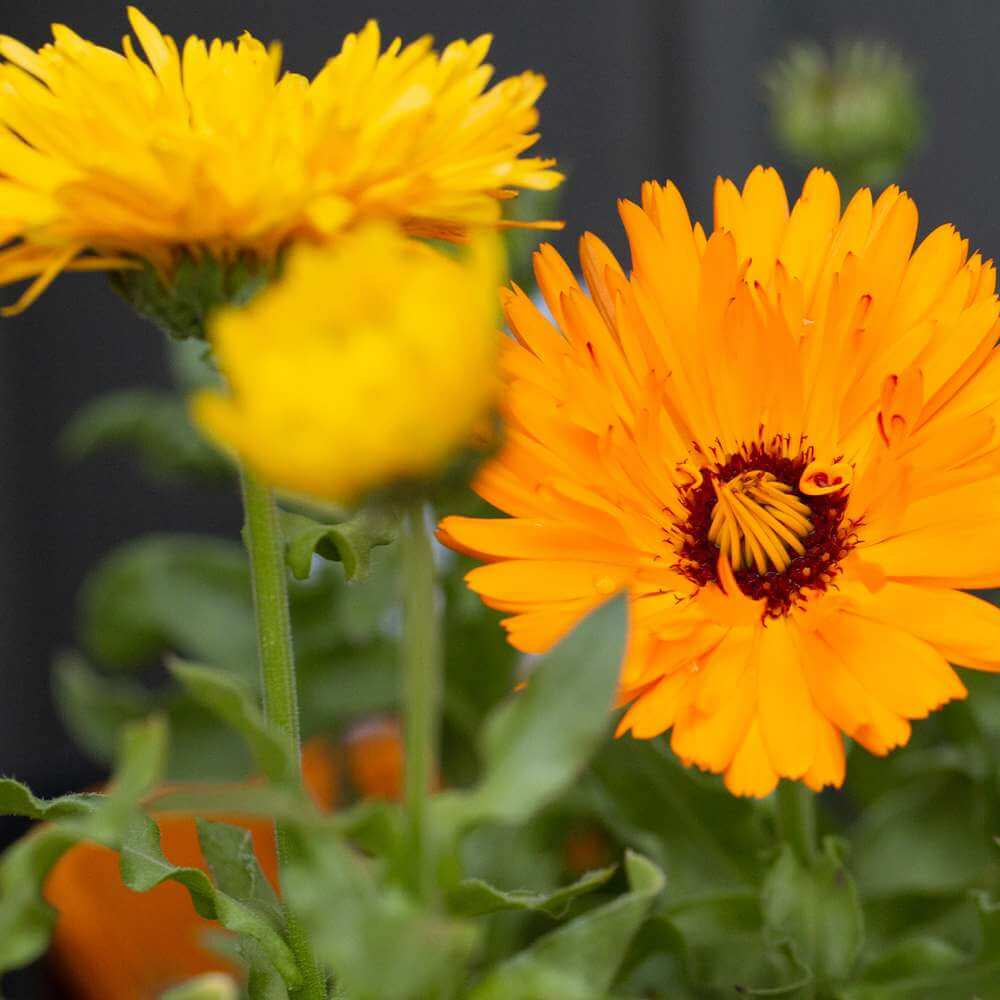 Pot Marigold Calendula Officinalis Seeds - Heirloom Flower Garden Seeds for Growing
