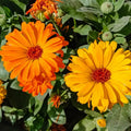Pot Marigold Calendula Officinalis Seeds - Heirloom Flower Garden Seeds for Growing