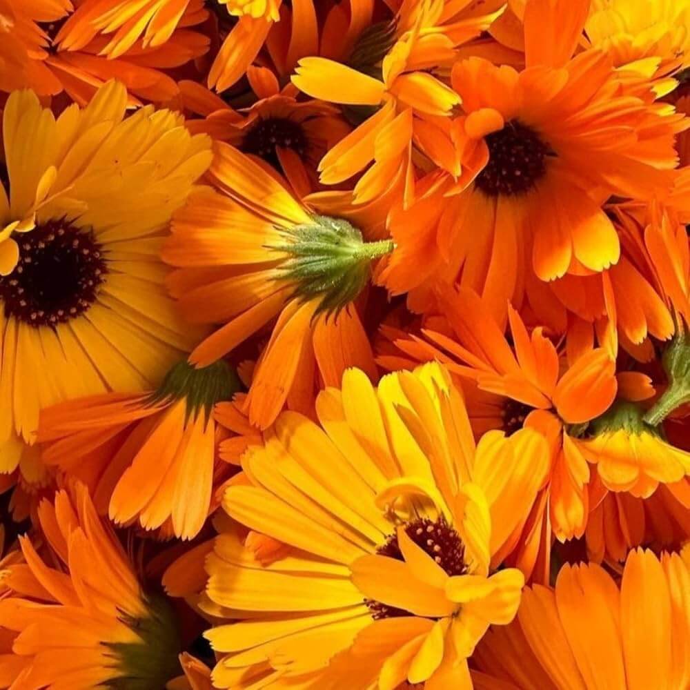 Pot Marigold Calendula Officinalis Seeds - Heirloom Flower Garden Seeds for Growing