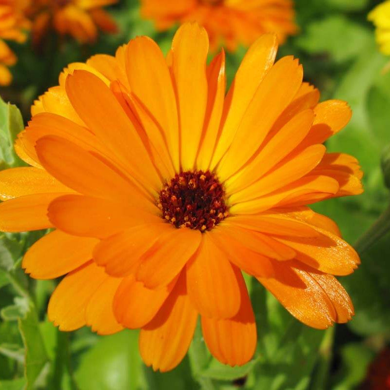 Pot Marigold Calendula Officinalis Seeds - Heirloom Flower Garden Seeds for Growing