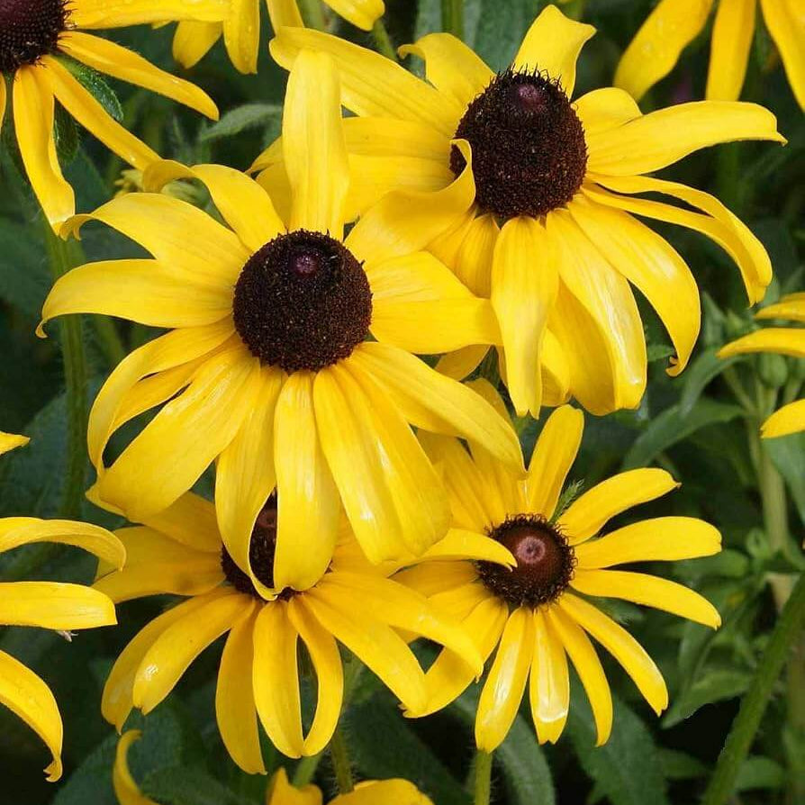Premium Hirta Rudbeckia Seeds - Heirloom Flower Garden Seeds for Growing