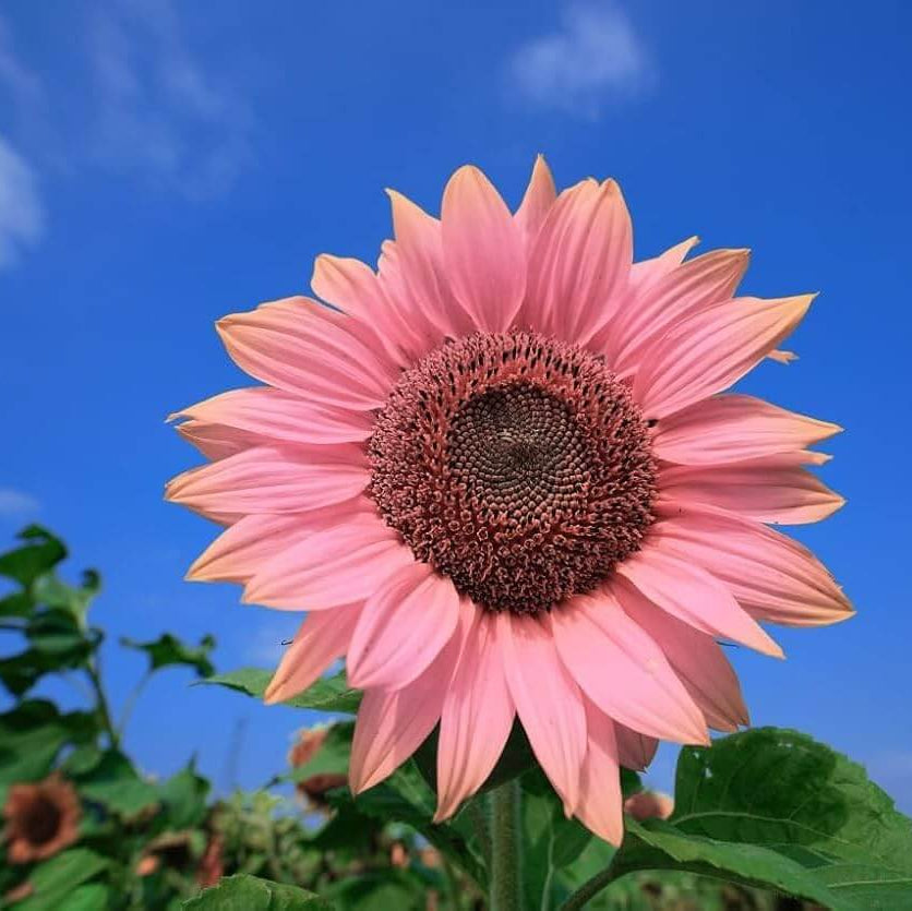Premium Pink Sunflower Seeds - Heirloom Flower Garden Seeds for Growing