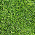 Premium Turf for Lawns Zoysia Seeds 