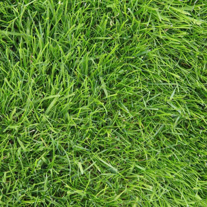 Premium Turf for Lawns Zoysia Seeds 