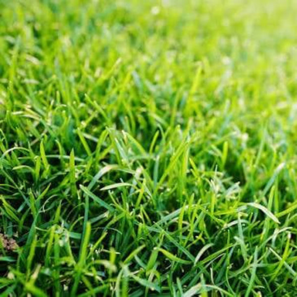 Premium Turf for Lawns Zoysia Seeds 