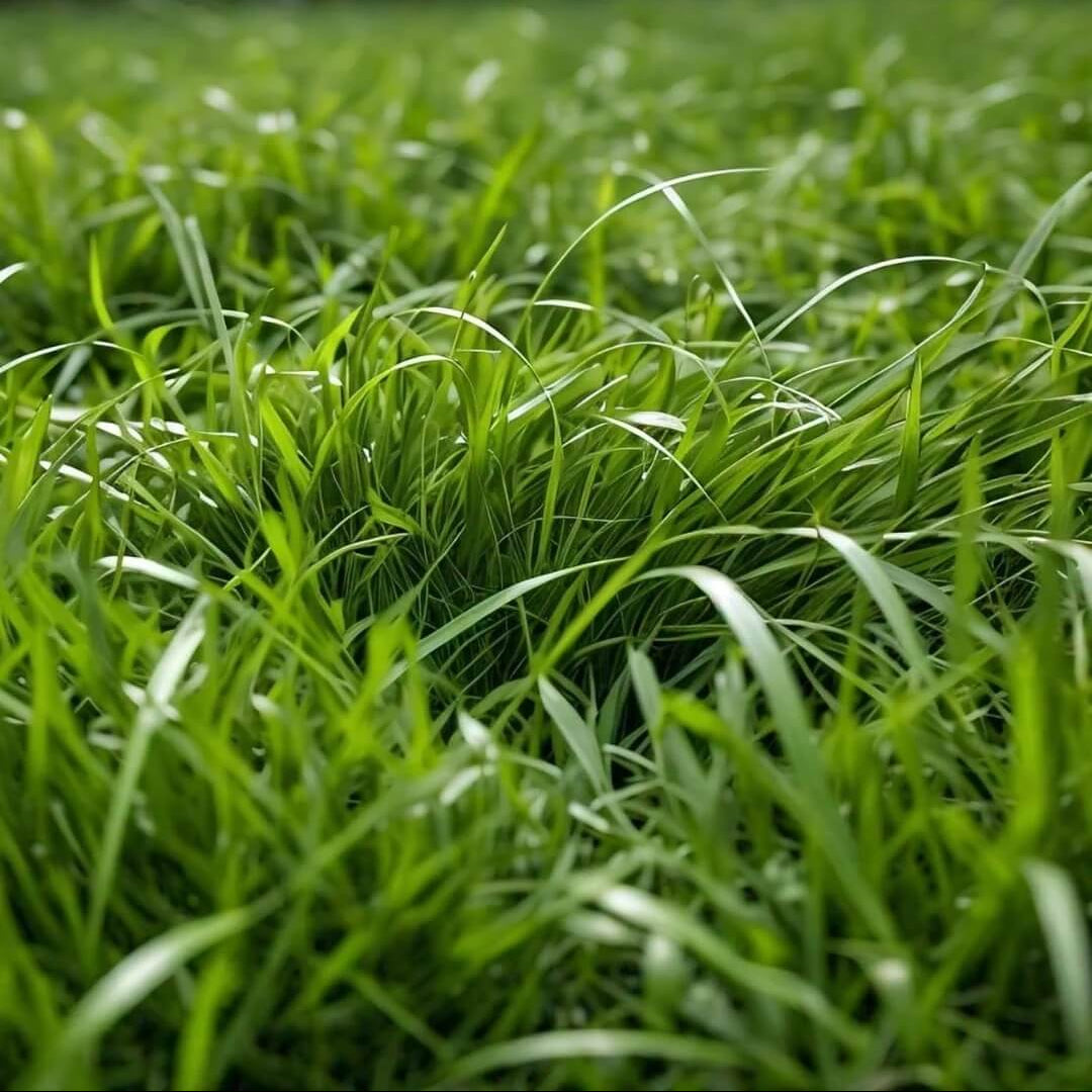 Premium Turf for Lawns Zoysia Seeds - Heirloom Flower Garden Seeds for Growing