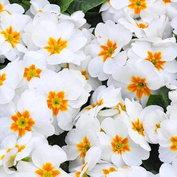 Primrose Seeds - All In One For Home Gardens