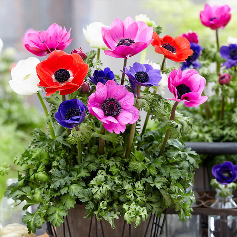 Pulsatilla Mix Anemone Seeds - Heirloom Flower Garden Seeds for Growing