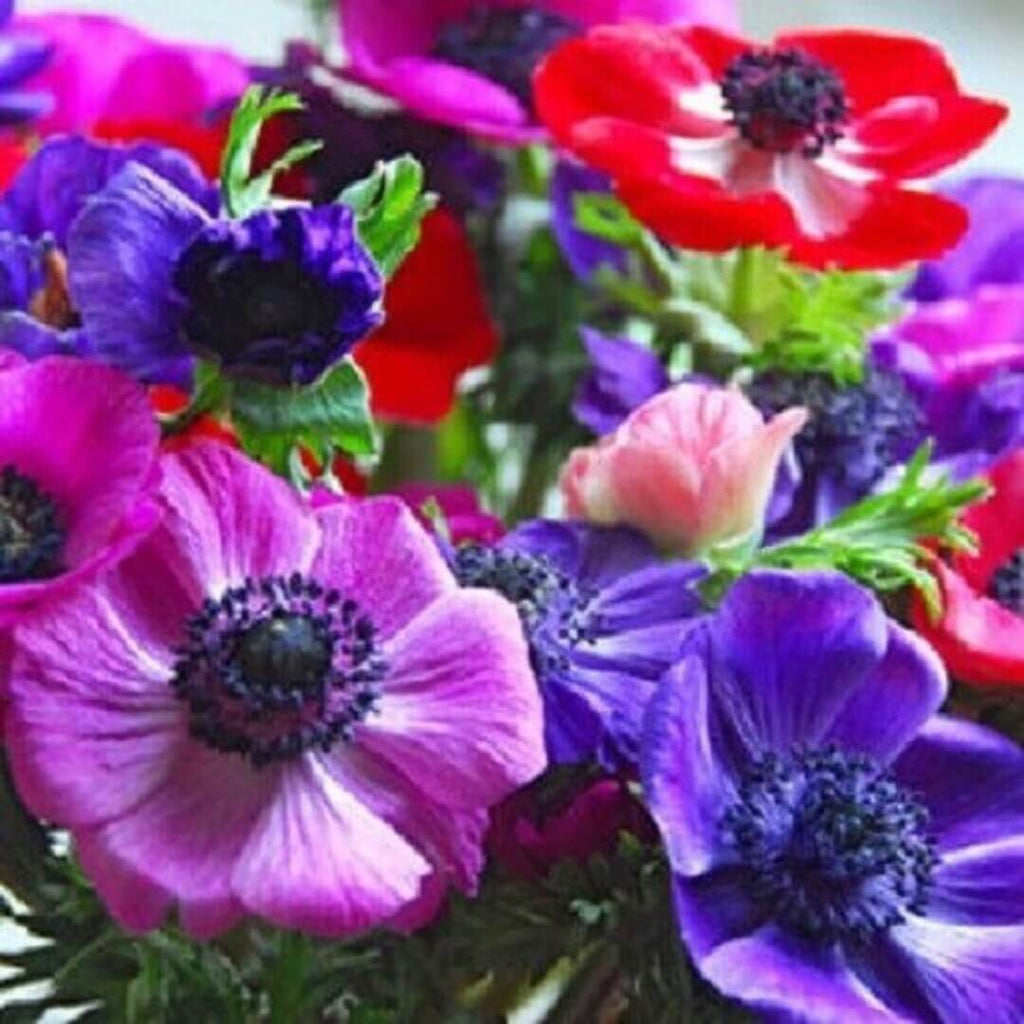 Pulsatilla Mix Anemone Seeds - Heirloom Flower Garden Seeds for Growing