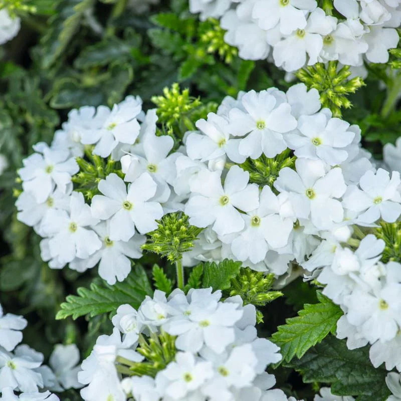 Pure White Verbena Seeds - Heirloom Flower Garden Seeds for Growing