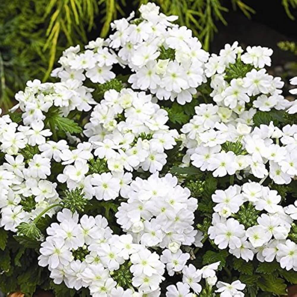 Pure White Verbena Seeds - Heirloom Flower Garden Seeds for Growing