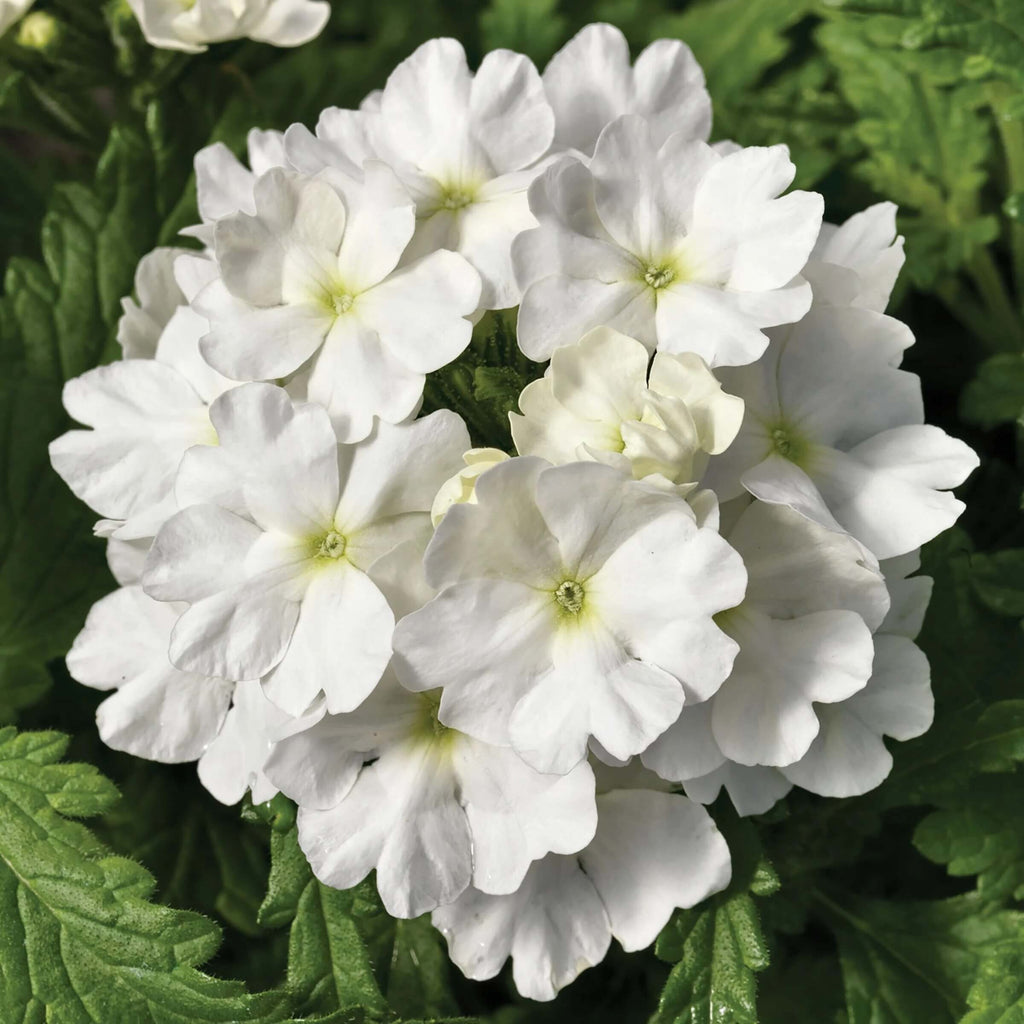 Pure White Verbena Seeds - Heirloom Flower Garden Seeds for Growing