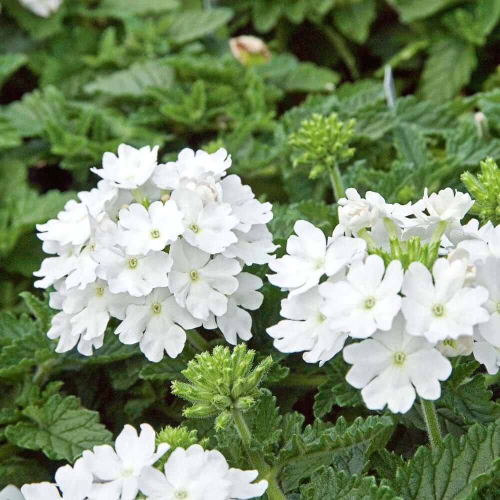 Pure White Verbena Seeds - Heirloom Flower Garden Seeds for Growing