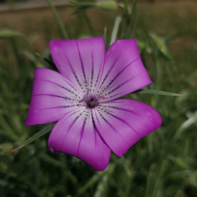 Purple Agrostemma Seeds - Heirloom Flower Garden Seeds for Growing