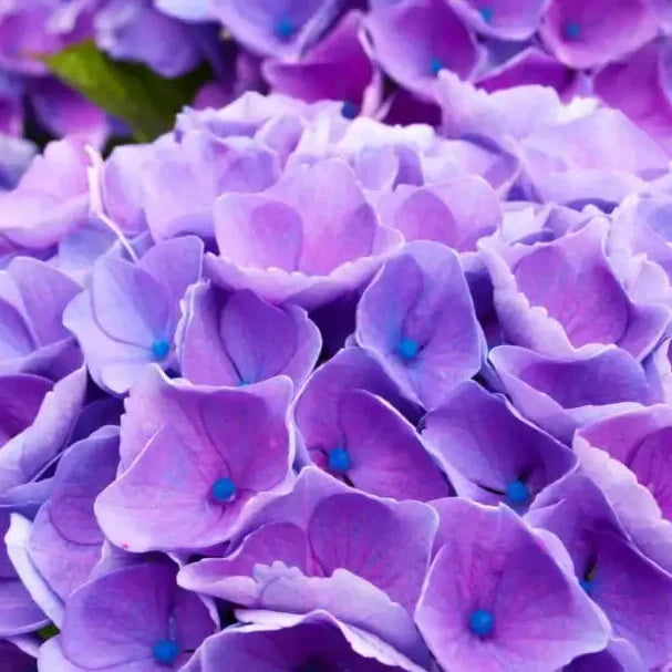 Purple Begonia Seeds - Heirloom Flower Garden Seeds for Growing