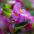 Purple Begonia Seeds - Heirloom Flower Garden Seeds for Growing