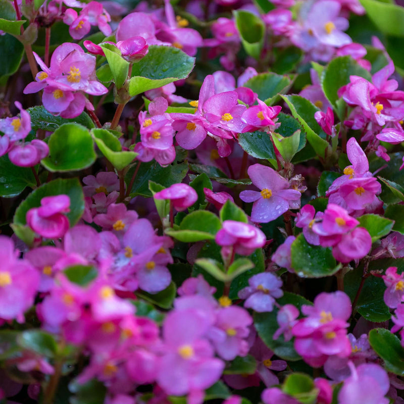 Purple Begonia Seeds - Heirloom Flower Garden Seeds for Growing