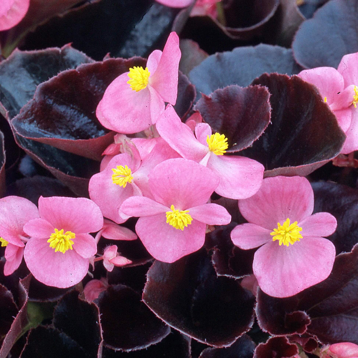 Purple Begonia Seeds - Heirloom Flower Garden Seeds for Growing