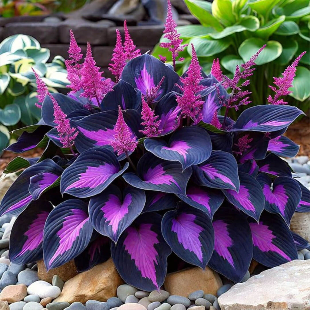 Purple Black Shade Hosta Seeds - Heirloom Flower Garden Seeds for Growing
