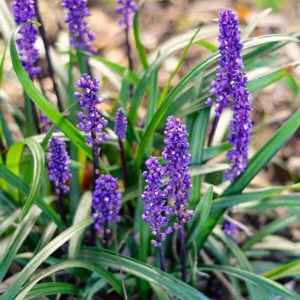 Purple Bloom Liriope seeds