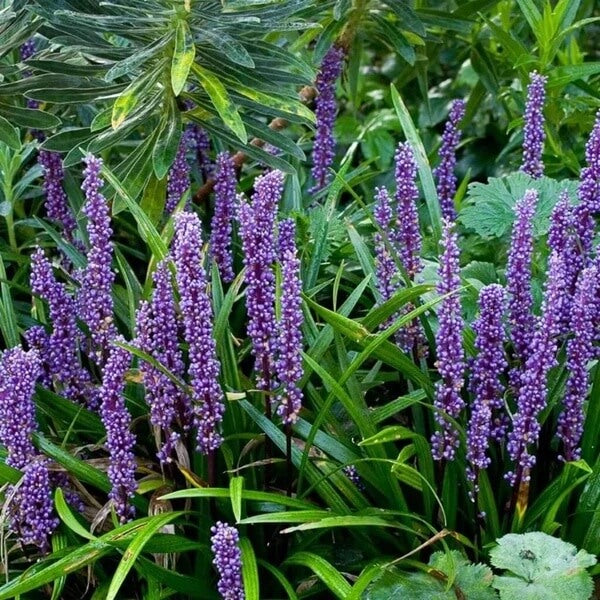 Purple Bloom Liriope seeds