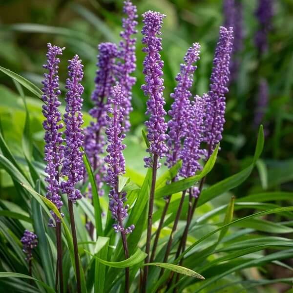 Purple Bloom Liriope seeds
