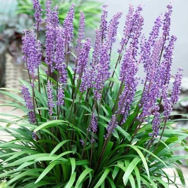 Purple Bloom Liriope seeds