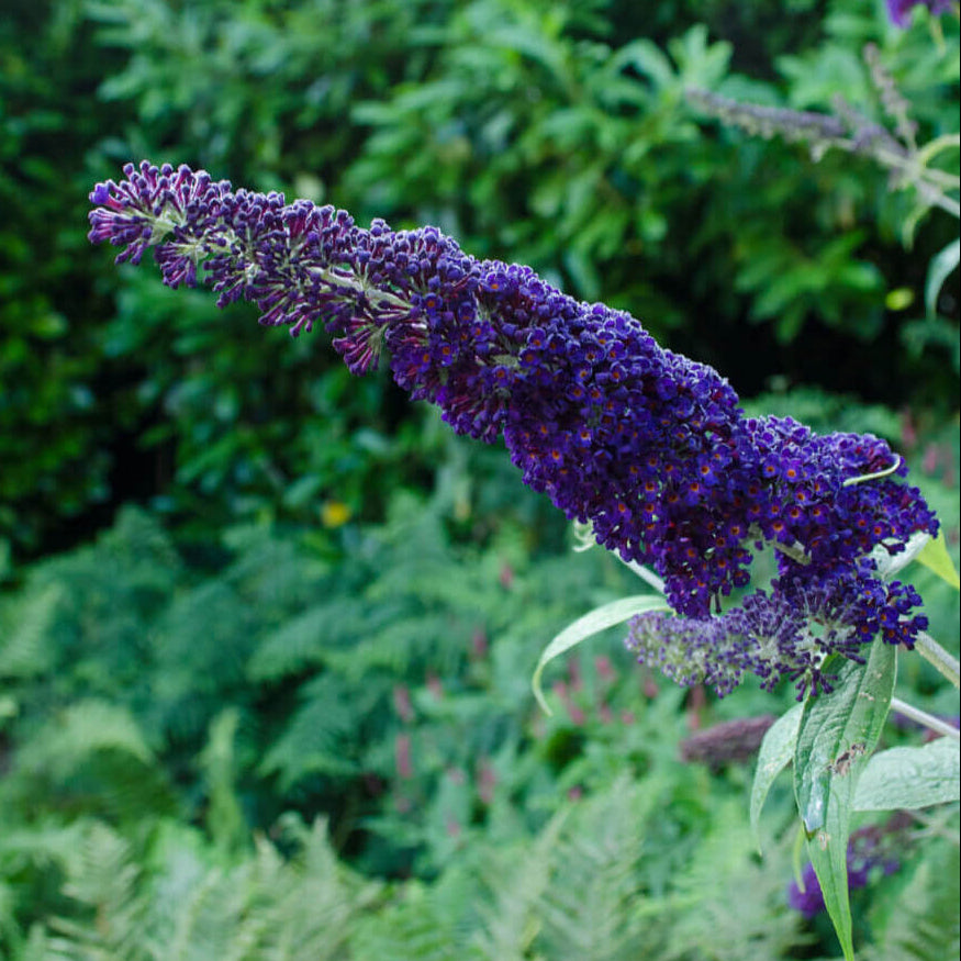 Purple Butterfly Bush Buddleia Davidii Seeds - Heirloom Flower Garden Seeds for Growing
