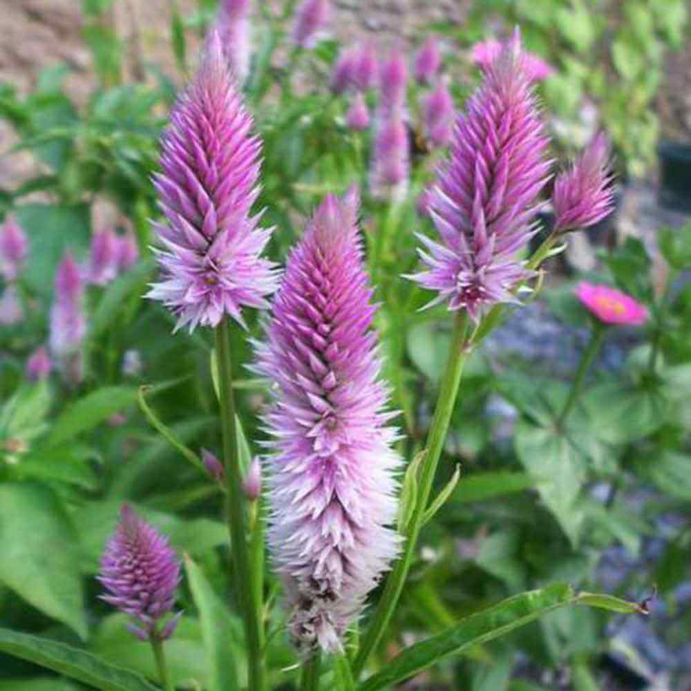 Purple Celosia Spicata Seeds - Heirloom Flower Garden Seeds for Growing
