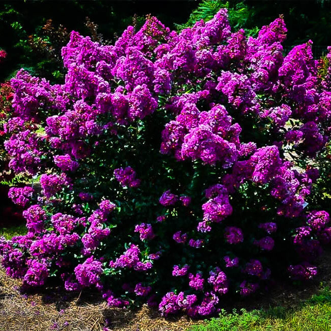 Purple Crepe Myrtle Lagerstroemia indica Seeds - Heirloom Flower Garden Seeds for Growing