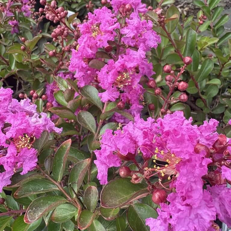 Purple Crepe Myrtle Lagerstroemia indica Seeds - Heirloom Flower Garden Seeds for Growing