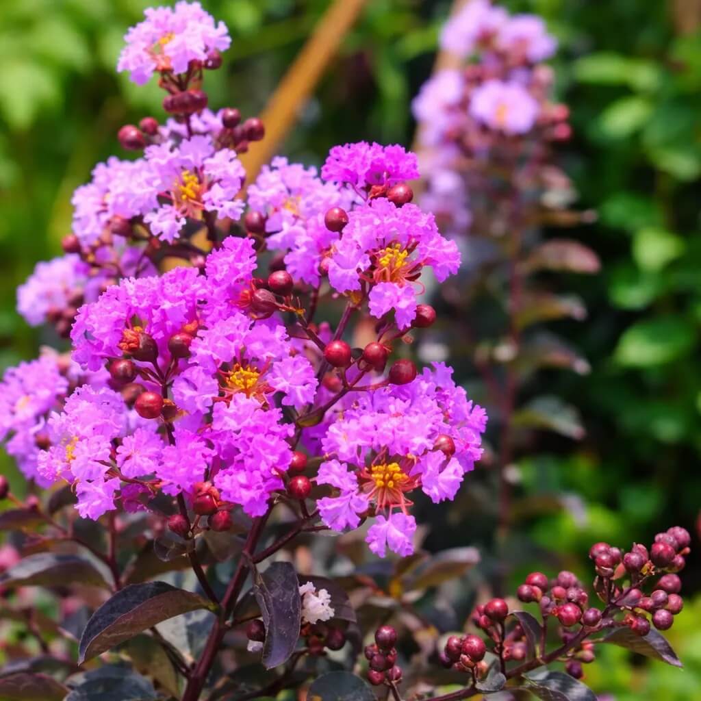 Purple Crepe Myrtle Lagerstroemia indica Seeds - Heirloom Flower Garden Seeds for Growing