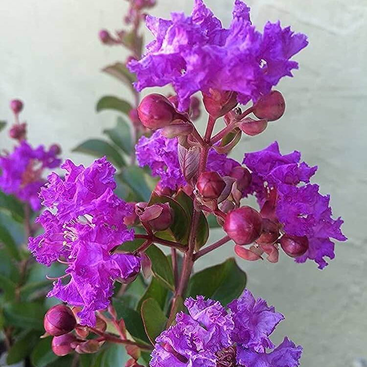 Purple Crepe Myrtle Lagerstroemia indica Seeds - Heirloom Flower Garden Seeds for Growing