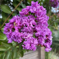 Purple Crepe Myrtle Lagerstroemia indica Seeds - Heirloom Flower Garden Seeds for Growing