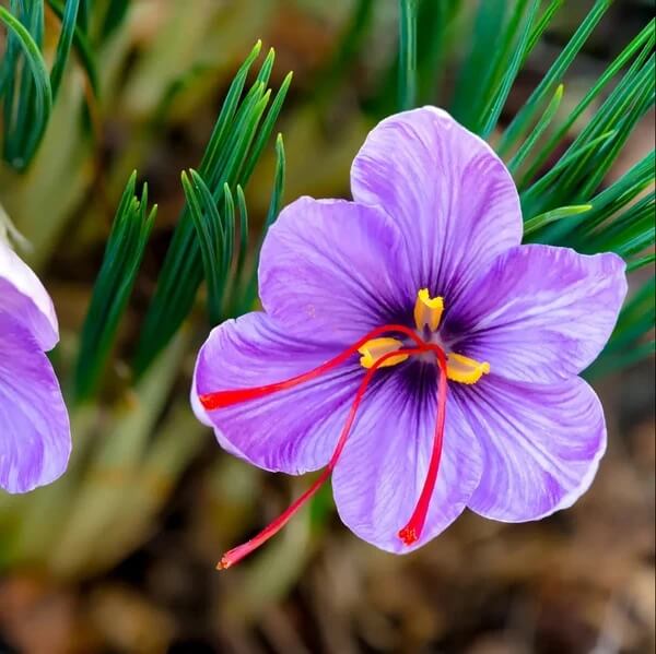Purple Crocus seeds 