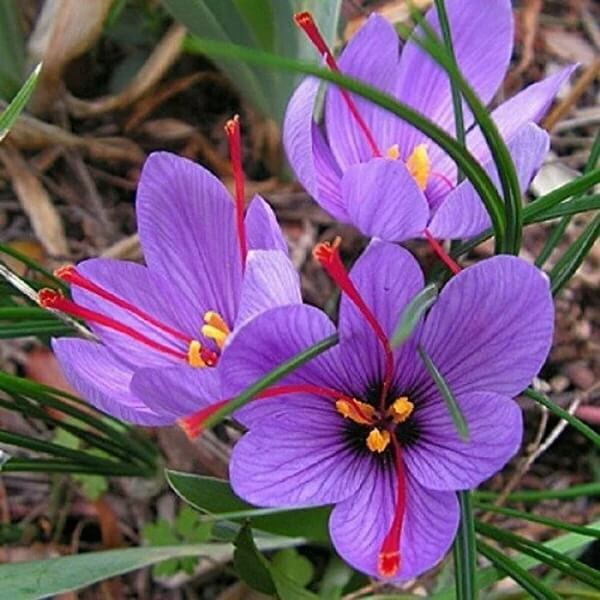Purple Crocus seeds 