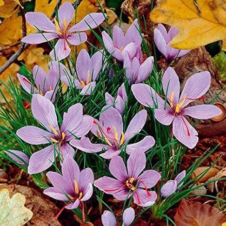 Purple Crocus seeds 