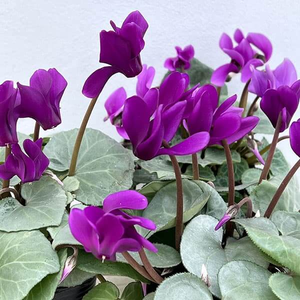 Purple Cyclamen Seeds - Heirloom Flower Garden Seeds for Growing
