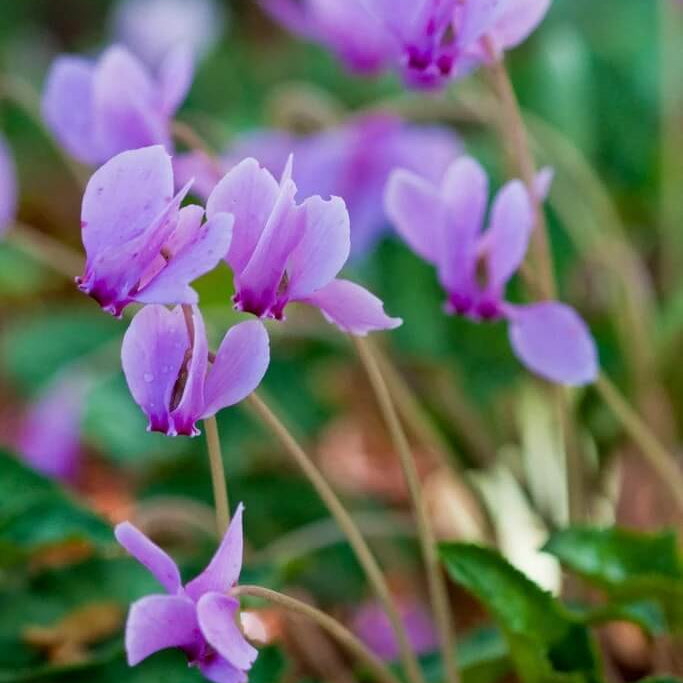 Purple Cyclamen Seeds - Heirloom Flower Garden Seeds for Growing