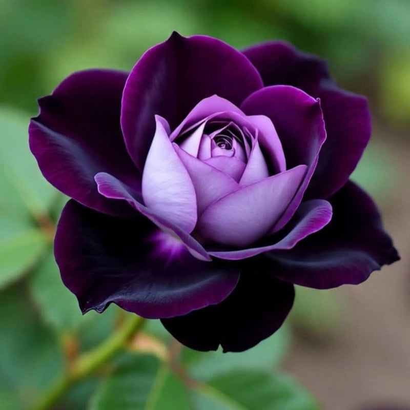 Purple Dragon Rosa spp. Seeds - Heirloom Flower Garden Seeds for Growing