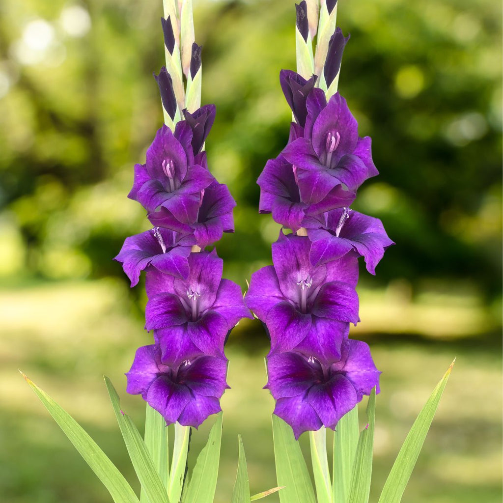 Purple Gladiolus  Seeds - Heirloom Flower Garden Seeds for Growing