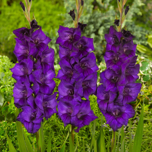 Purple Gladiolus  Seeds - Heirloom Flower Garden Seeds for Growing