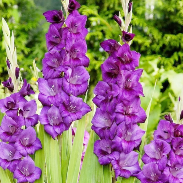 Purple Gladiolus  Seeds - Heirloom Flower Garden Seeds for Growing