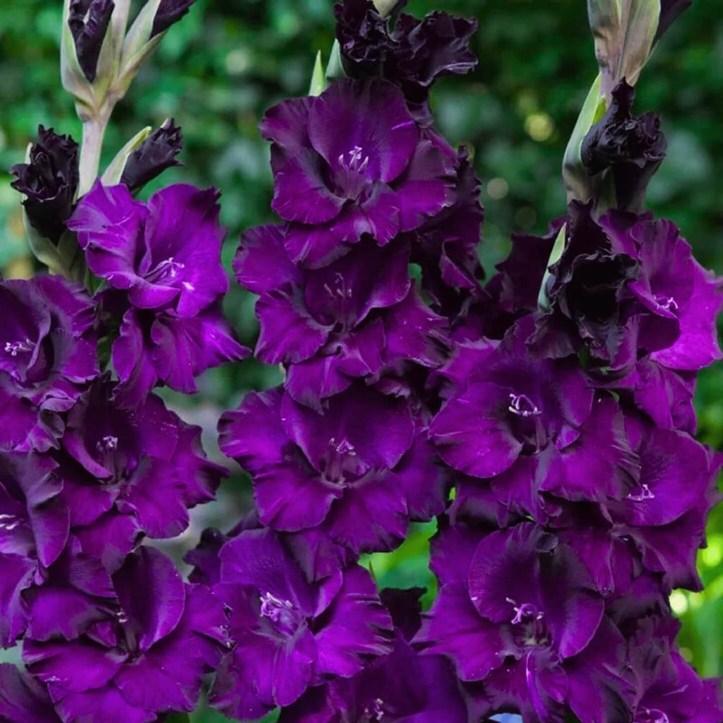 Purple Gladiolus  Seeds - Heirloom Flower Garden Seeds for Growing