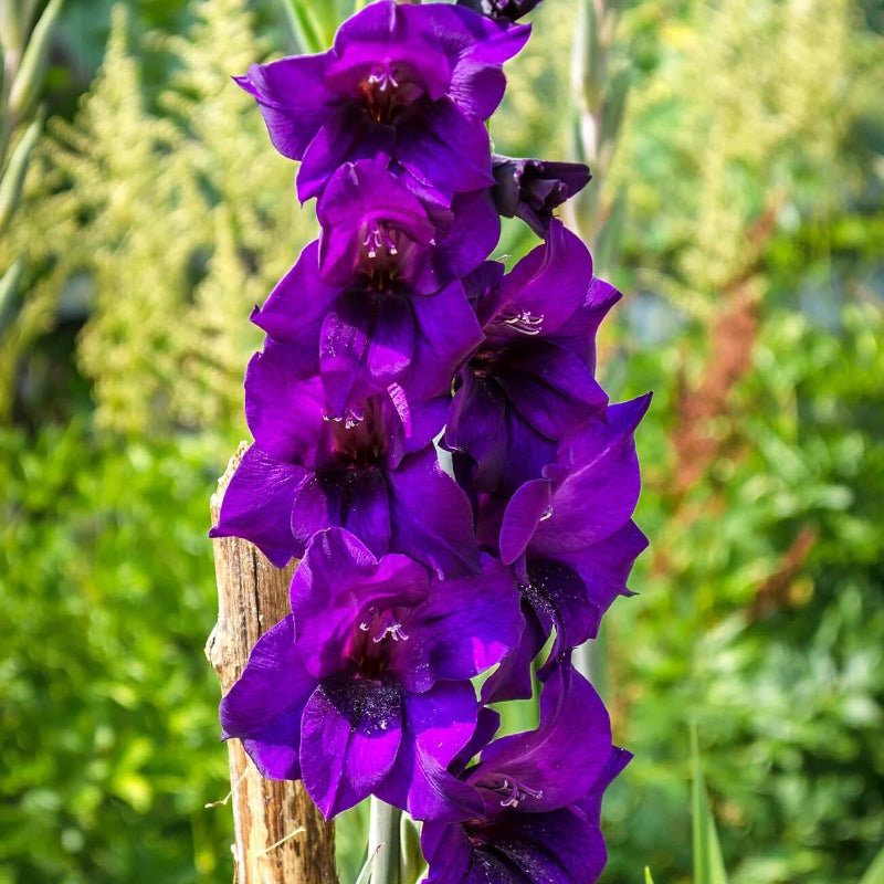 Purple Gladiolus  Seeds - Heirloom Flower Garden Seeds for Growing
